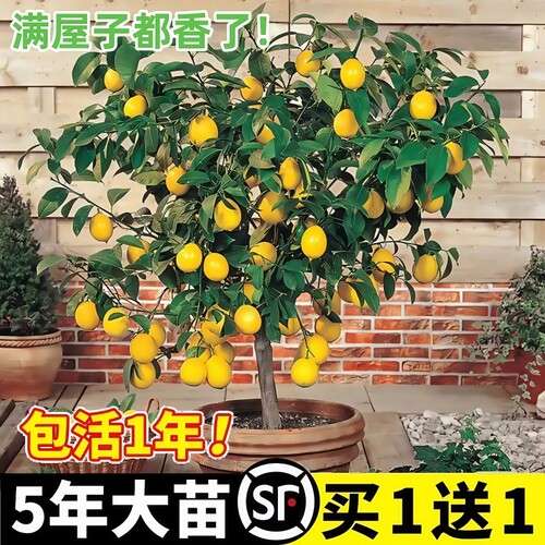 香水柠檬树苗盆栽水果树果苗室内四季种植当年结果可食用无籽手指