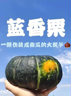 蓝香栗南瓜品质独家进口种源超12极粉级别蓝香栗新鲜轻食辅食早点