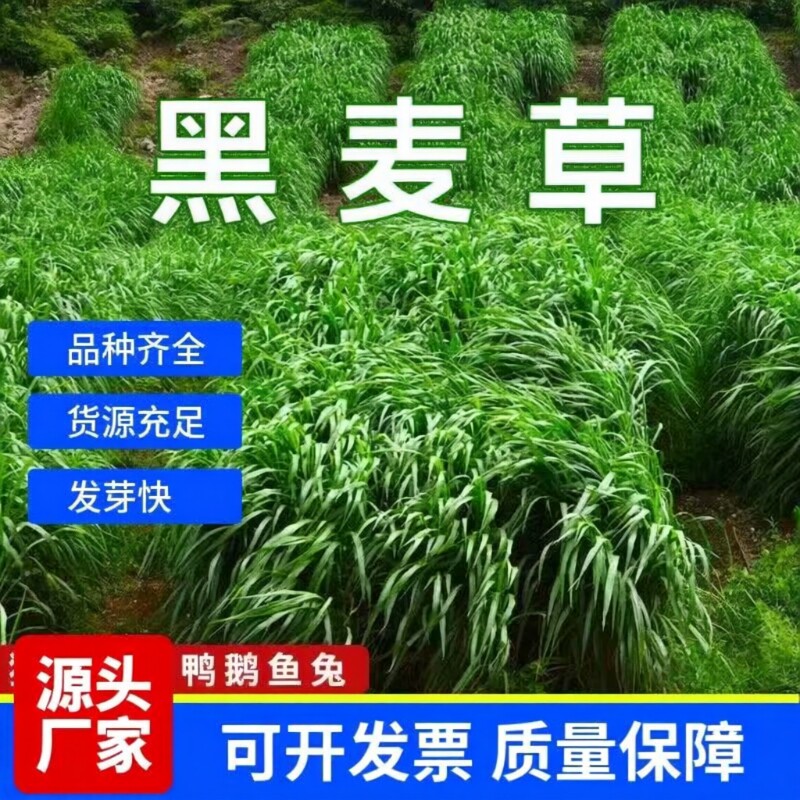 黑麦草种籽子种四季多年生牧草种籽草种子菊苣大叶玉米高粱开花