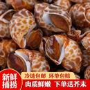 花螺新鲜冷冻海螺新鲜东风螺小香螺无沙捞汁海鲜生鲜水产商用批发