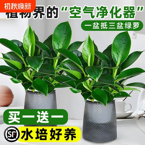 大叶金钻绿公主盆栽|千人加购