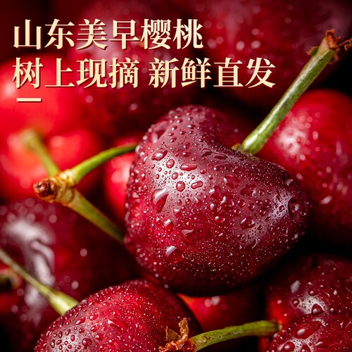 山东烟台  美早大樱桃特大没早现摘现发车厘子新鲜整箱发货源头