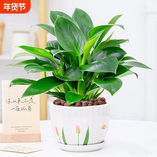 大叶绿公主金钻盆栽室内水培花卉吸甲醛好养绿萝四季常青植物客厅