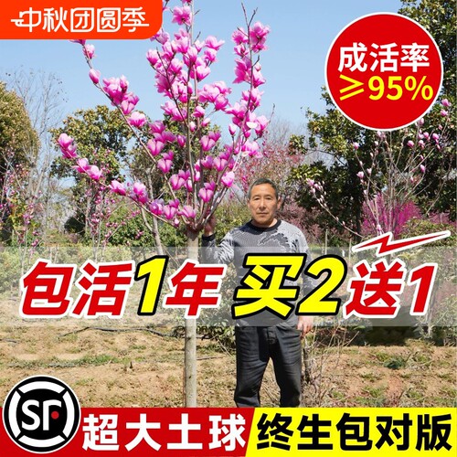 玉兰花树苗带花苞红白紫玉兰树室外矮化庭院四季花卉盆栽绿化大树