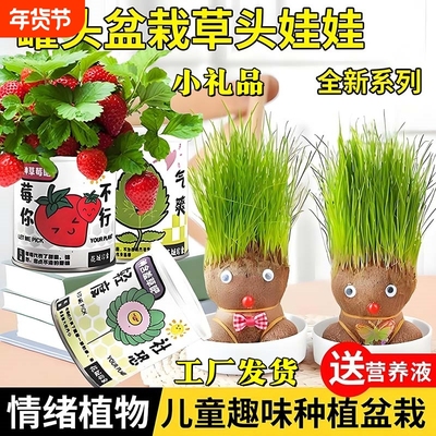 长草娃娃创意室内趣味小盆栽