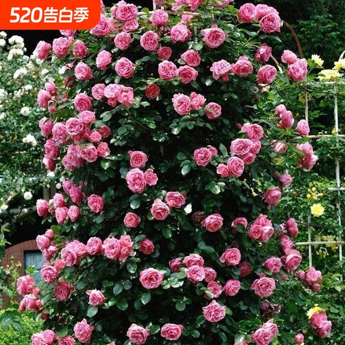 藤本月季花苗大花四季开花蔷薇爬藤庭院爬墙盆栽阳台