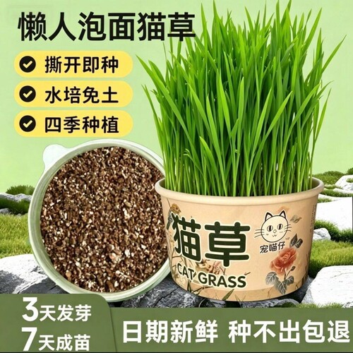 猫草春季款猫草无土猫草猫零食化毛猫咪用品懒人自种猫草
