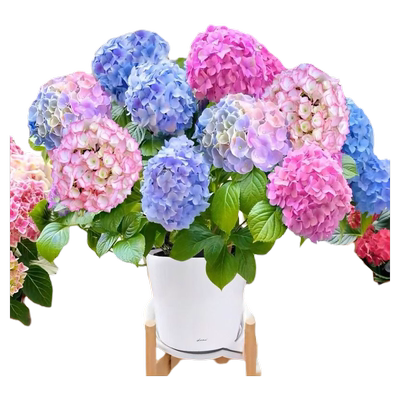 重瓣绣球花苗盆栽老桩无尽夏大苗带花苞四季开花卉植物室内室外
