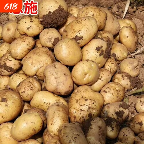 黄心小土豆黄心迷你小洋芋