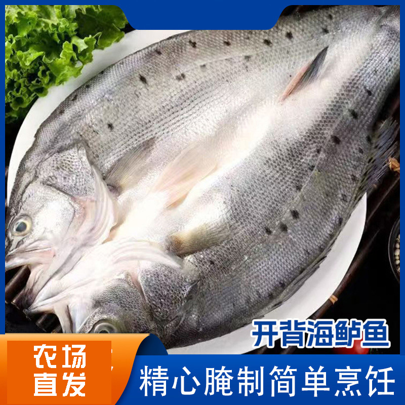 海鲈鱼整条新鲜三去开背白蕉鲈鱼鲜活冷冻海捕鱼类海鲜烧烤鱼