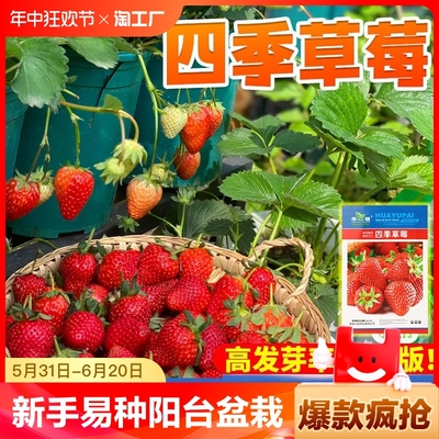 奶油草莓种子新手易种阳台盆栽
