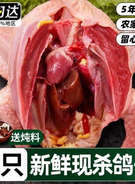 农家散养鸽子新鲜现杀5年老鸽子肉生鲜乳鸽煲汤农村冷冻批发食用