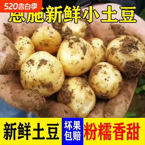 网红恩施小土豆新鲜黄心蔬菜3/5斤马铃薯洋芋粉糯香甜土豆批发