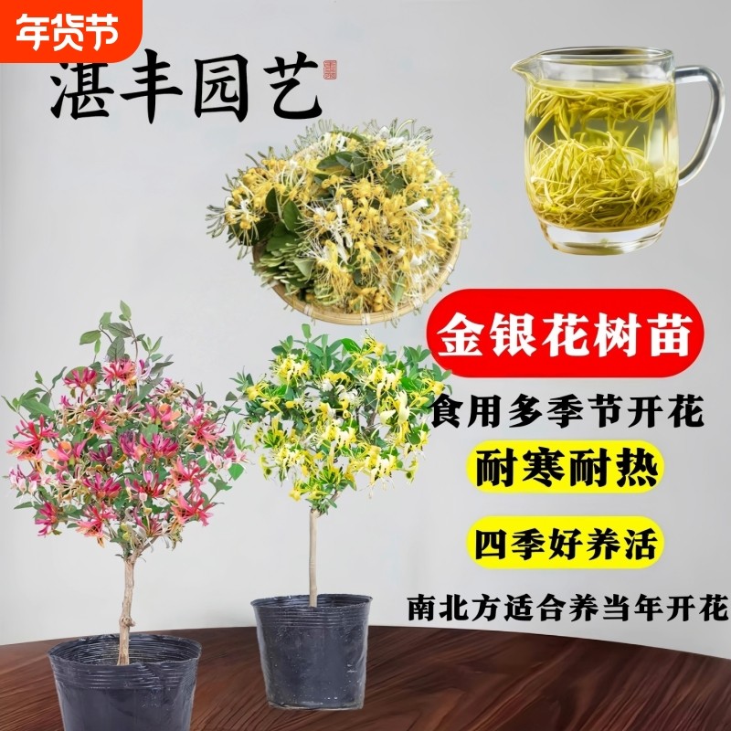 食用金银花树苗盆栽室内绿植物庭院阳台爬藤老桩正宗花卉盆景清热,鲜花速递/花卉仿真/绿植园艺,时令草本花卉,淘宝优惠券,粉丝福利购,淘宝优惠卷