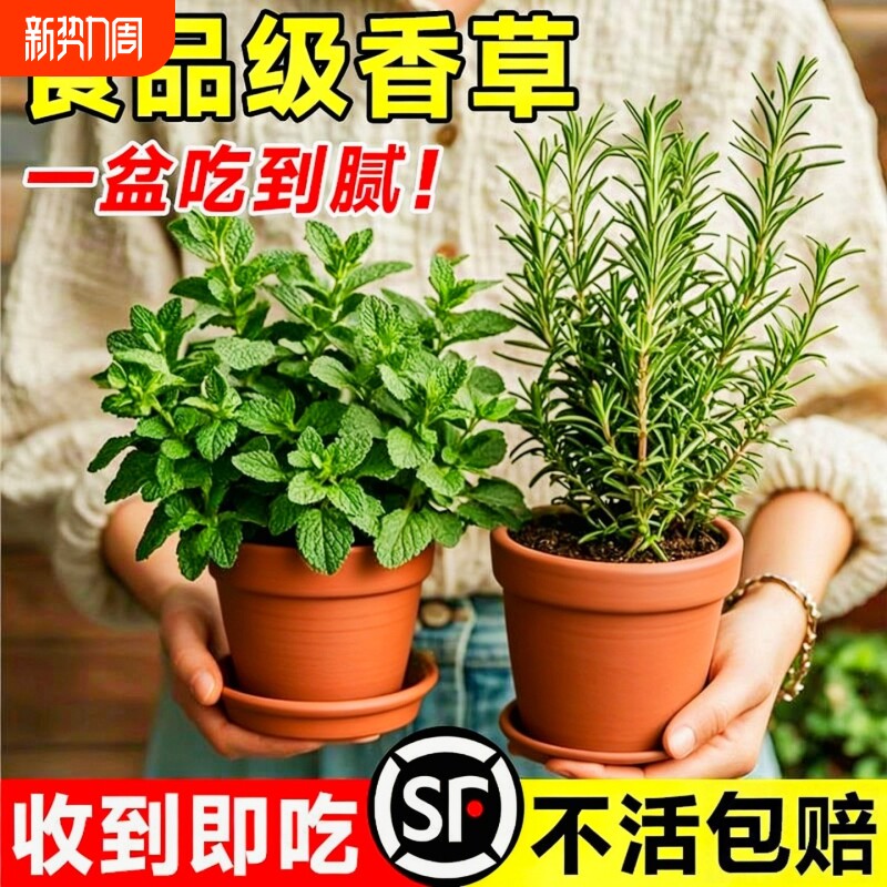 薄荷迷迭香盆栽可食用薄荷叶绿植室内桌面四季好养小苗驱蚊牛排