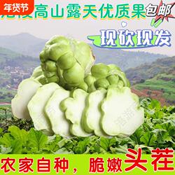 新鲜头茬涪陵青菜头榨菜头菜疙瘩羊角菜现砍现发自种新鲜蔬菜