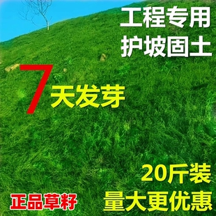 护坡固土草坪草籽四季常青绿化草种子耐寒狗牙根草种黑麦草种植
