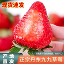 现货丹东99草莓新鲜水果红颜牛奶油九九草莓当季 礼盒