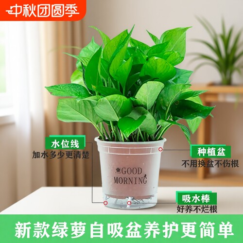 绿萝盆栽净化空气|千人回购