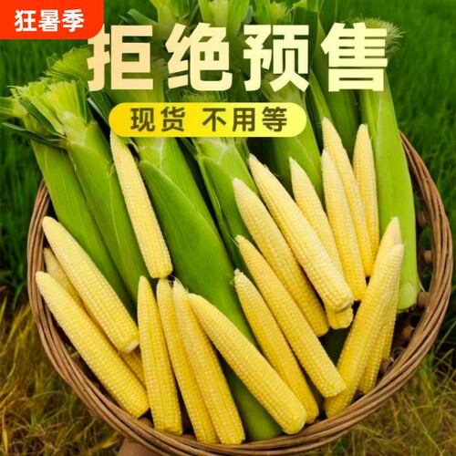 广西玉米芯玉米笋新鲜带皮迷你嫩玉米棒子现摘食用当季蔬菜时令