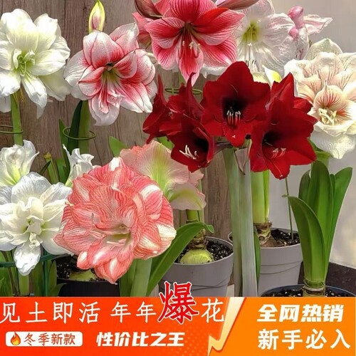 朱顶红重瓣盆栽室内阳台花卉四季大全庭院好养活客厅开花甜蜜