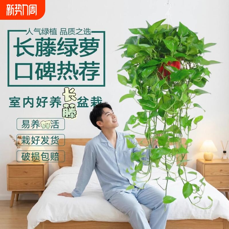 长藤大盆绿萝花卉绿植盆栽植物大叶绿箩办公桌室内客厅四季常绿
