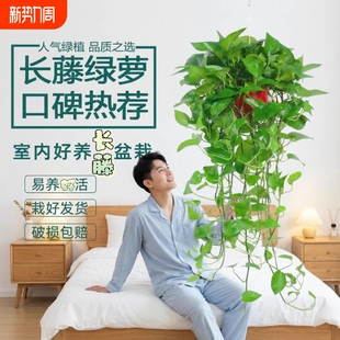 长藤大盆绿萝花卉绿植盆栽植物大叶绿箩办公桌室内客厅四季 常绿