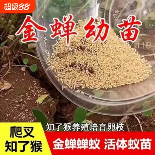 金蝉幼苗爬叉种卵知了猴种子养殖地孵化幼虫蝉蚁幼苗活苗