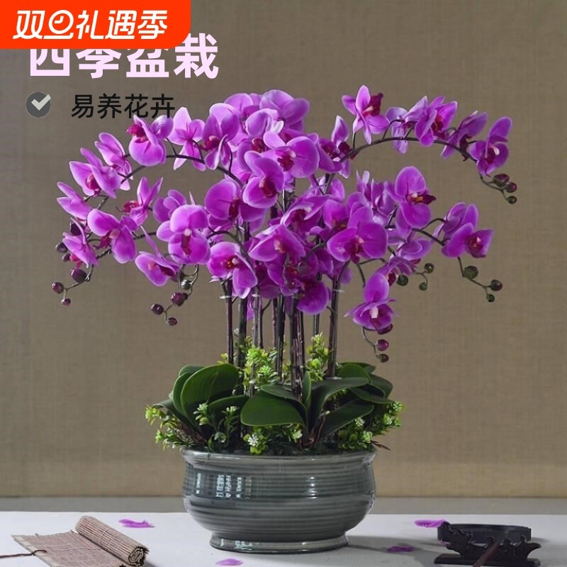 蝴蝶兰花苗室内盆栽阳台包邮四季客厅办公室桌面摆放耐寒绿植