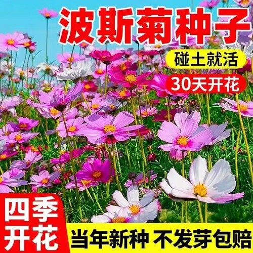 波斯菊野花组合多年生种子