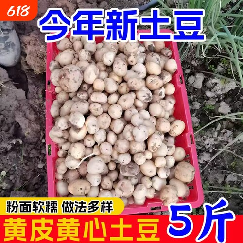 农家自种黄心黄皮小土豆