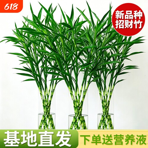 招财竹细叶富贵竹发财竹室内水培绿植四季常青水培鲜花桌面绿植