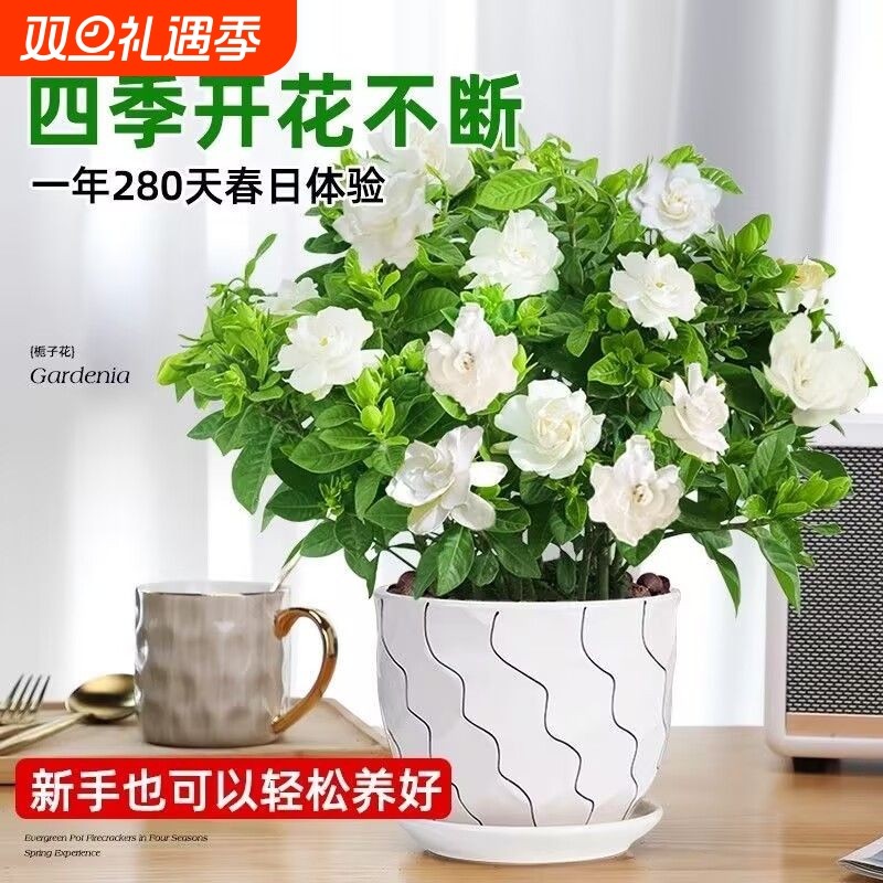 大盆栀子花茉莉花浓香型开花植物牡丹栀子阳台花卉四季绿植盆栽
