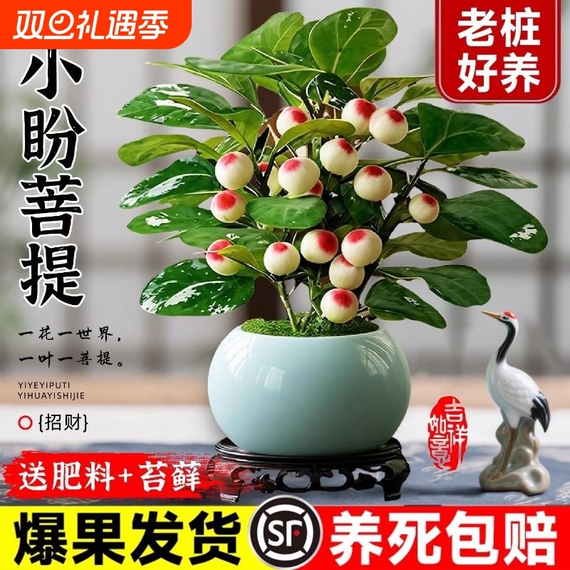 小盼菩提办公室客厅绿植