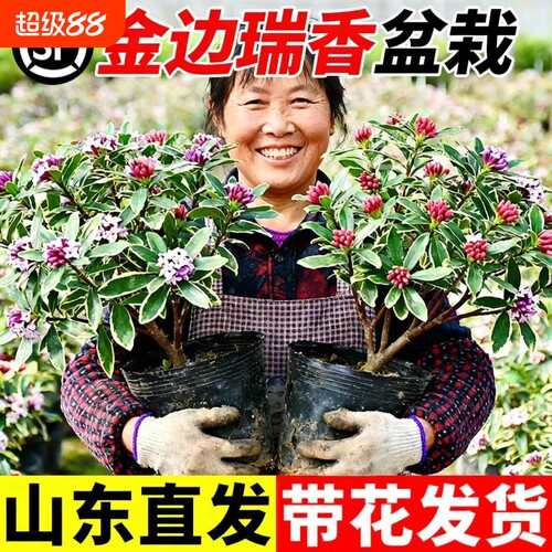 金边瑞香盆栽浓香型带花苞室内客厅阳台耐寒老桩大苗好养花卉植物
