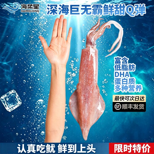 铁板生鲜火箭大鱿鱼商用批发鲜活