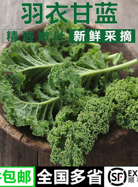 新鲜羽衣甘蓝嫩叶kale轻食蔬菜