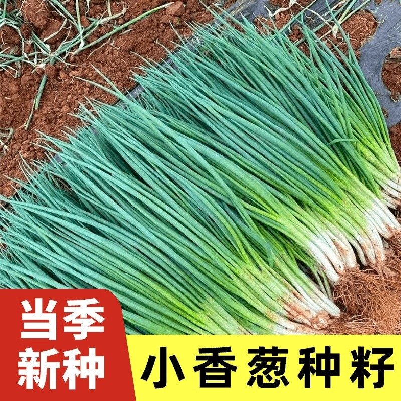 四季小香葱种子红葱种籽盆栽葱头种阳台种植火蔬菜水果玉米高产