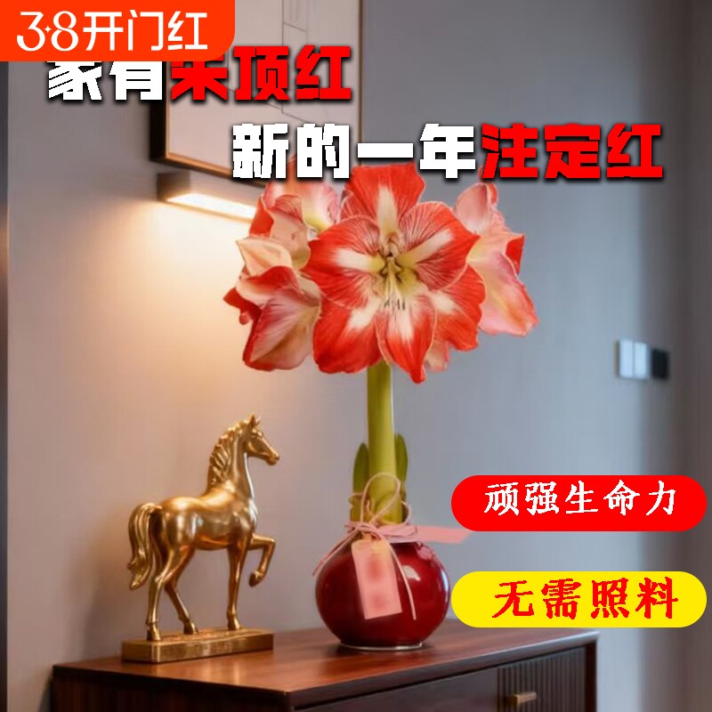 蜡封朱顶红进口花卉重瓣种球礼盒宵花盆栽绿植物注定室内花孔雀