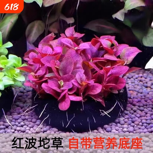 红波坨草自带营养底座鱼缸草缸造景植物阴性红色水草中后景淡水草