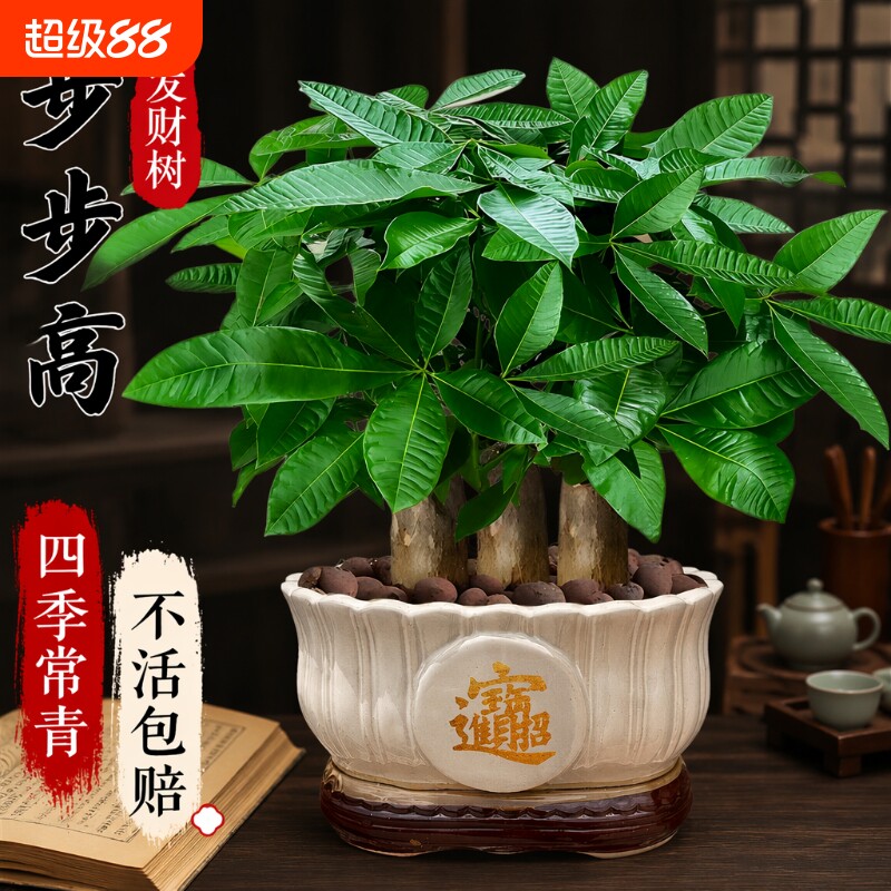 发财树小盆栽客厅办公室内好养花卉绿植四季三杆步步高植物盆景