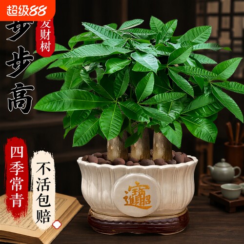 发财树小盆栽步步高|千人加购