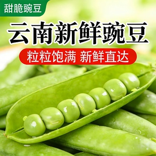 包邮 青豌豆粒新鲜现摘豌豆荚农家蔬菜水果 云南特产豌豆应当季