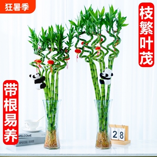 转运竹水养带根富贵竹植物客厅室内文昌竹龙竹观音竹盆栽水培绿植