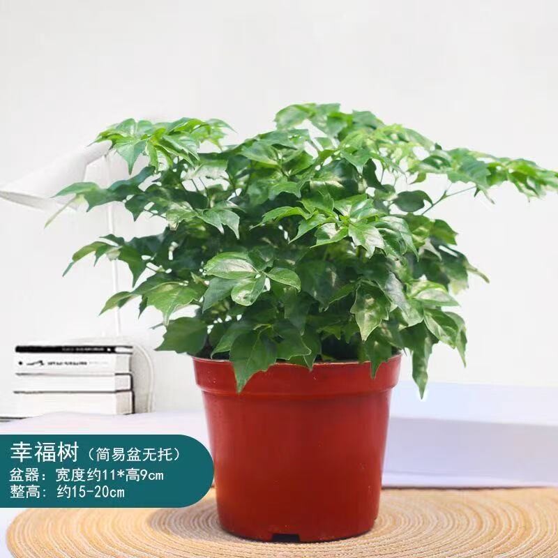 幸福树盆栽绿植花卉室内客厅四季常青净化空气水培懒人好养