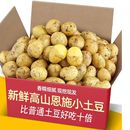湖北恩施黄心小土豆呀新鲜现挖马铃薯洋芋粉糯香甜新鲜蔬菜