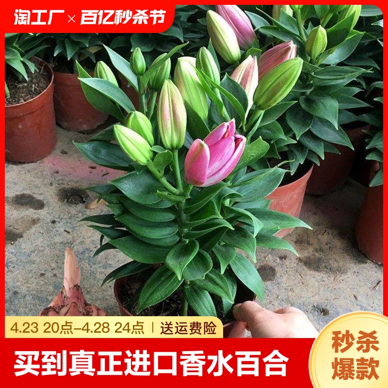 香水百合花盆栽带花苞精品种球带芽耐寒绿植室内净化空气植物阳台