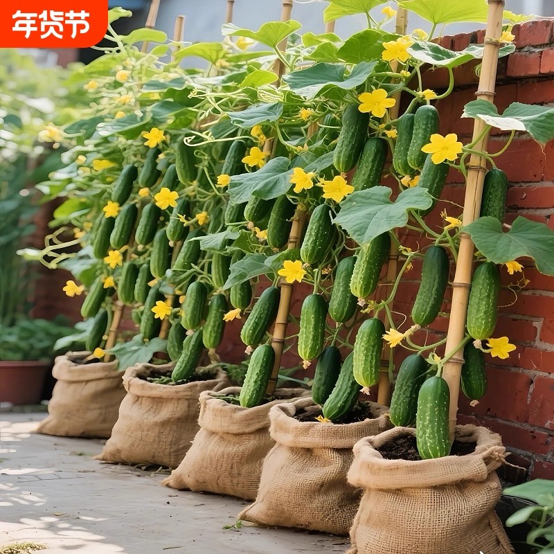 新种子秋黄瓜种子七号绿心水果黄瓜春夏秋播种籽蔬菜高产,鲜花速递/花卉仿真/绿植园艺,红掌/凤梨/温室花卉,淘宝优惠券,粉丝福利购,淘宝优惠卷