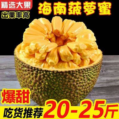 海南黄肉菠萝蜜新鲜采摘整个