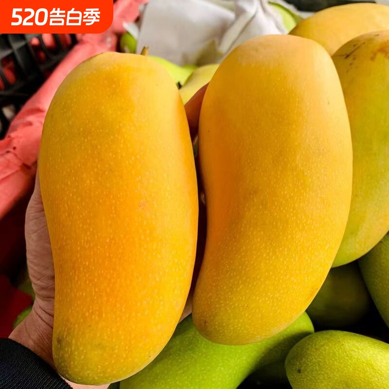 【特级大果】海南金煌芒青芒特大号芒果现摘新鲜当季水果整箱薄皮